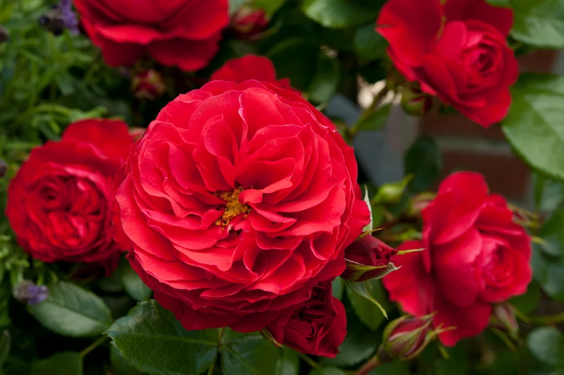Rosa (K) 'Cherry Girl' stam 50 cm C5 (5 liters kruka)