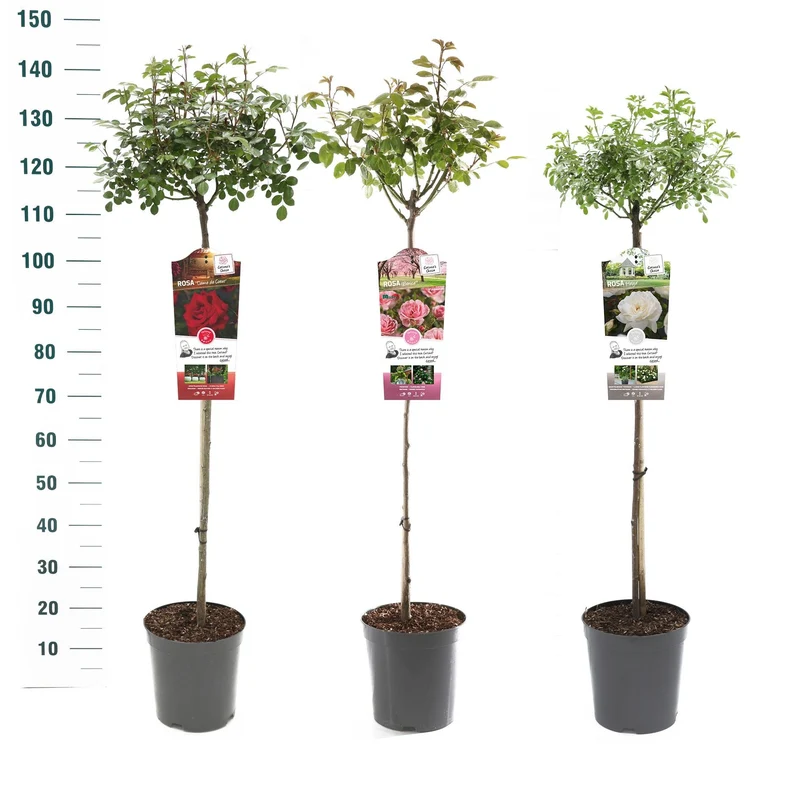 Rosa Mix Basic Collection 90 cm stam, C5,5 (5,5 liters kruka)