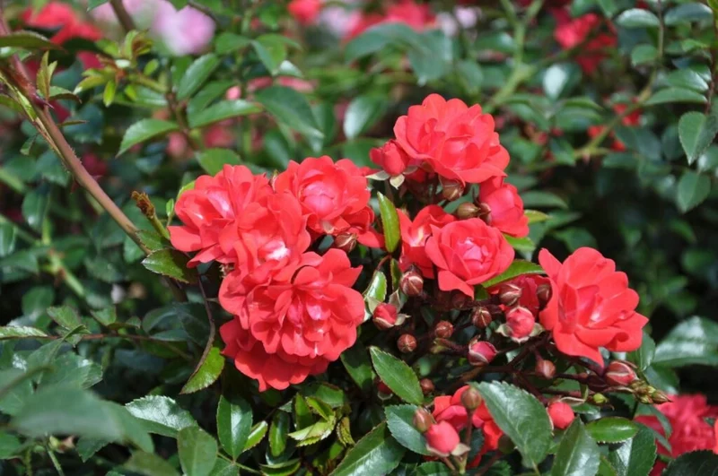 Rosa 'Royal Fairy' 70 cm stam C7,5 (7,5 liters kruka)