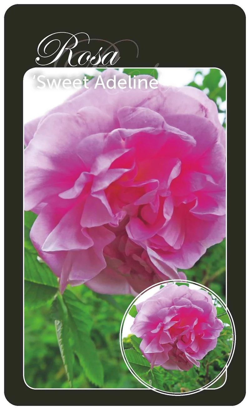 Rosa (T) 'Sweet Adeline' - Barrotad (A-kvalitet)