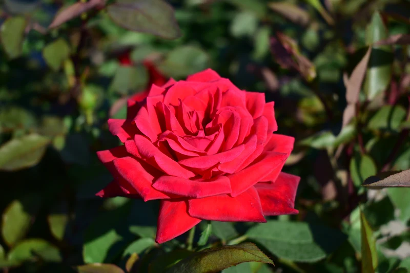 Rosa (T) 'Ruby Wedding' C3 (3 liters kruka) / 19 cm kruka