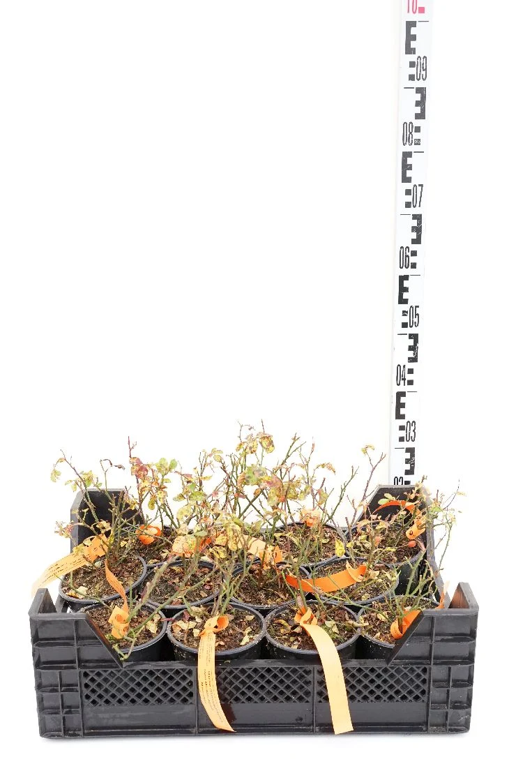Rosa (H) 'Red Meidiland' C1,5 (1,5 liters kruka)