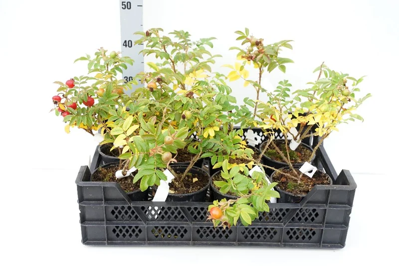 Rosa (R) 'Rotes Meer' C1,5 (1,5 liters kruka)