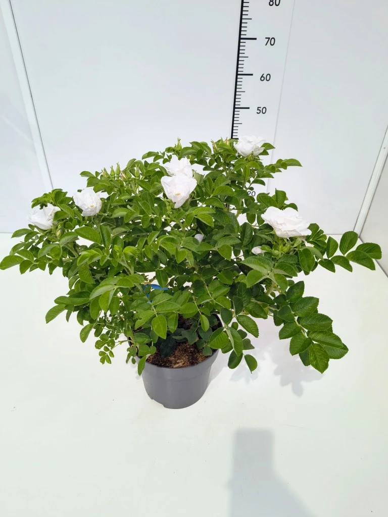 Rosa rugosa 'Alba' C5 (5 liters kruka)
