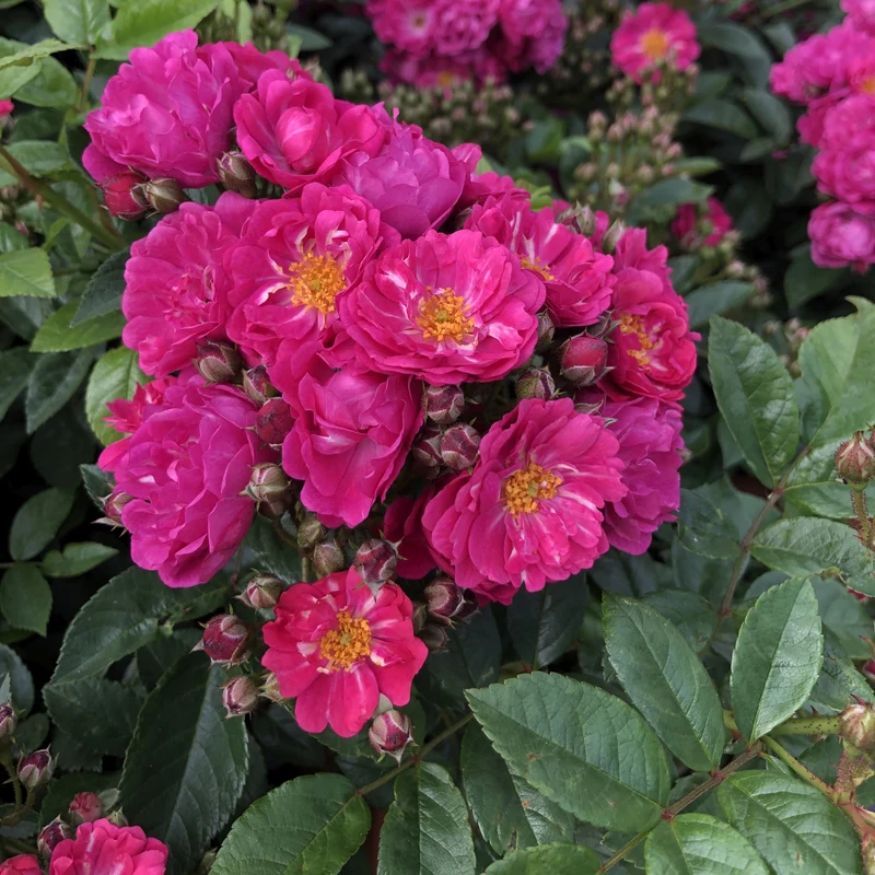 Rosa 'Perfumy Siluetta'® C5 (5 liters kruka)