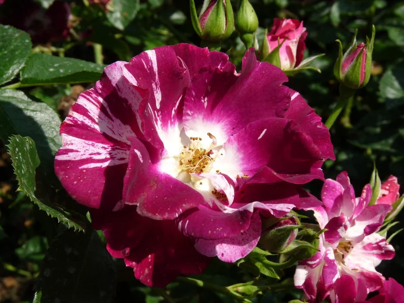 Rosa 'Purple Splash' C3 (3 liters kruka)