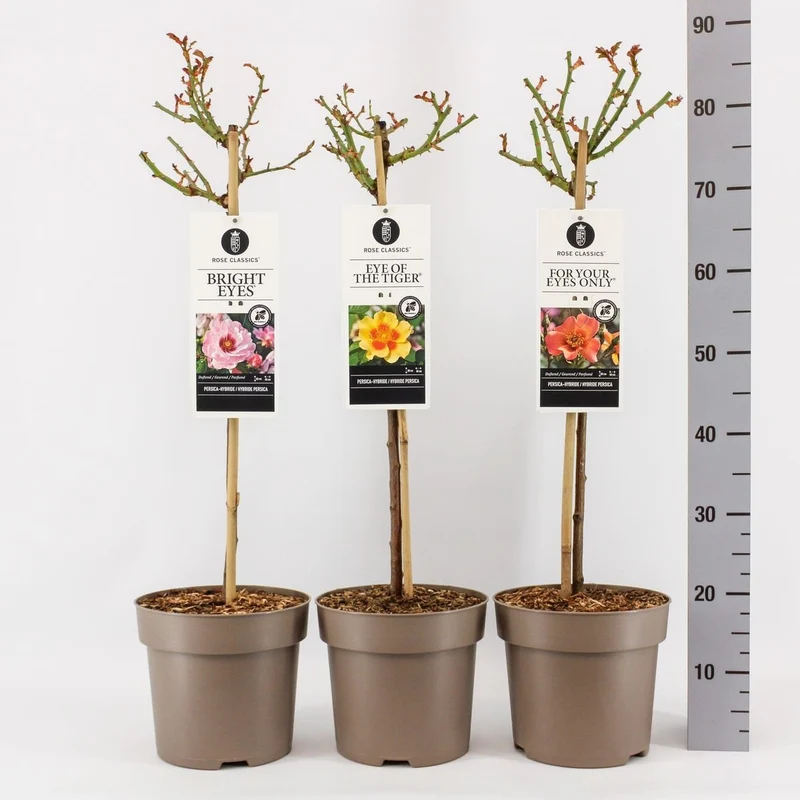Rosa persica (i sorter) 60 cm stam, C6 (6 liters kruka)