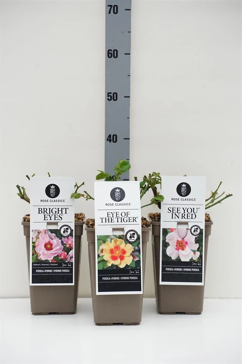 Rosa Persica i olika sorter C3 (3 liters kruka) / 19 cm kruka
