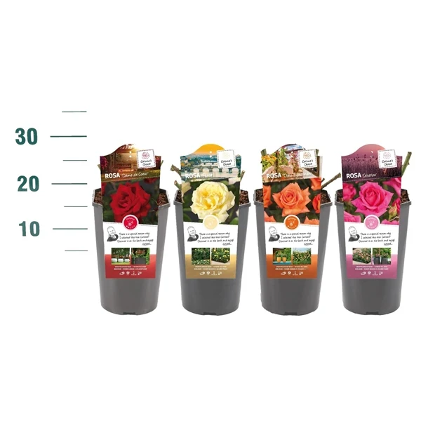 Rosa prisgrupp 1 (Busk & Storblommande) C3 (3 liters kruka)