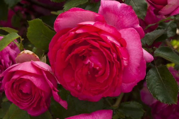 Rosa (T) 'Pink Eden Rose' C5 (5 liters kruka) / 23 cm kruka