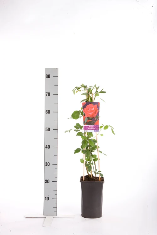 Rosa 'Red Climber' C2,5 (2,5 liters kruka) 70 cm