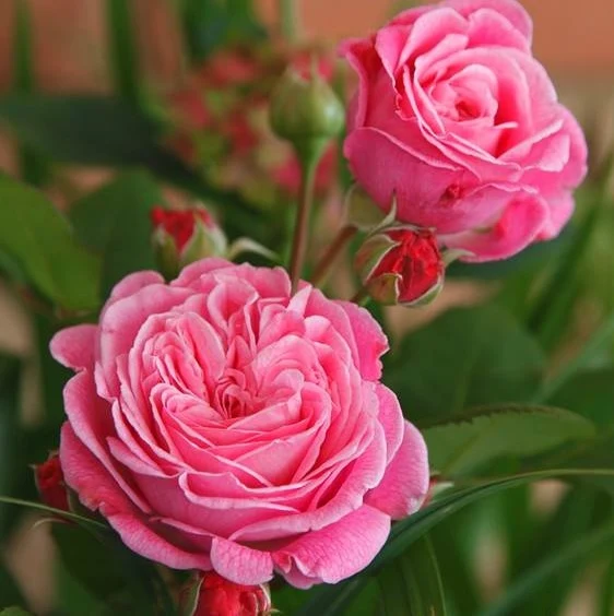 Rosa (F) 'Rosengr. Marie Henriette' C3 (3 liters kruka)