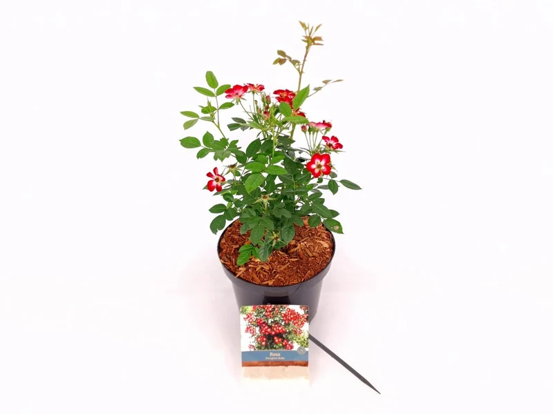 Rosa 'Everglow Ruby'® C3 (3 liters kruka) 30-40 cm