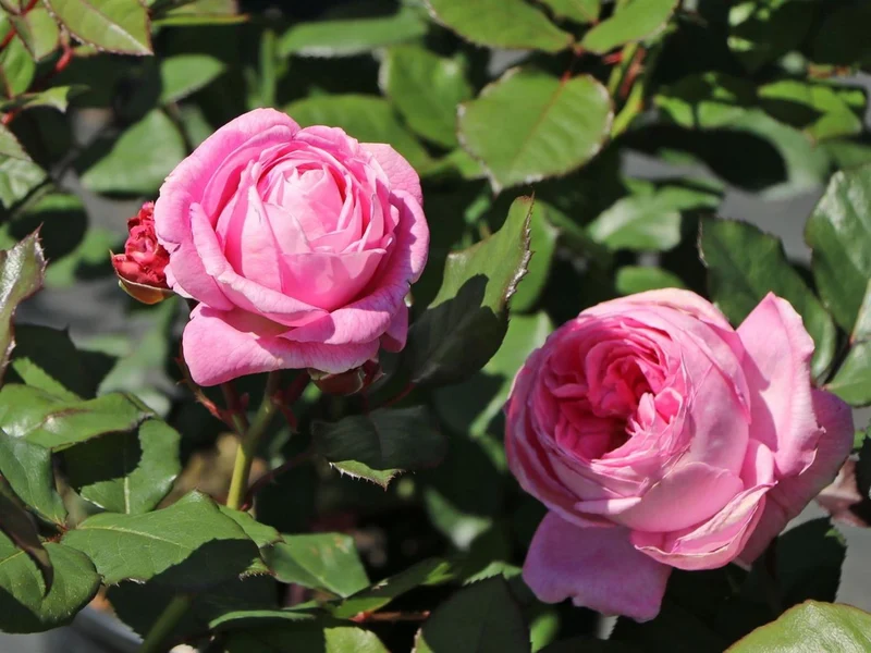 Rosa (F) 'Rosengr. Marie Henriette' 90 cm stam C7,5 (7,5 liters kruka)