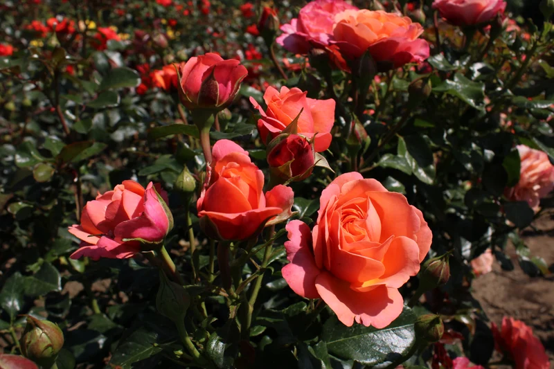 Rosa (F) Coral Lion's Rose® – Stamros 70 cm C7,5 (7,5 liters kruka)