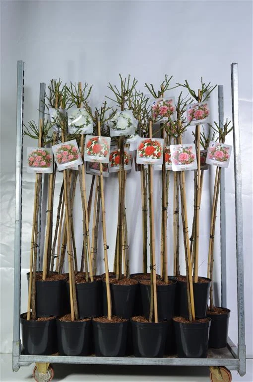 Rosa Mix uppstammad Basic Collection 110 cm stam, C5,5 (5,5 liters kruka)