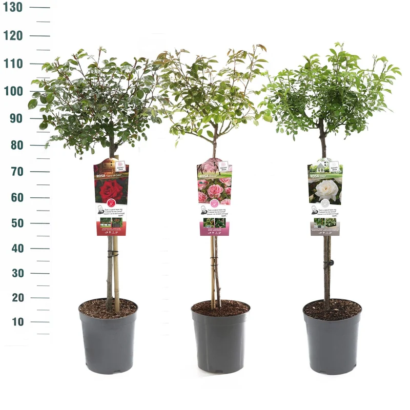 Rosa Mix Stamros 60 cm stam - C5,5 (5,5 liters kruka)