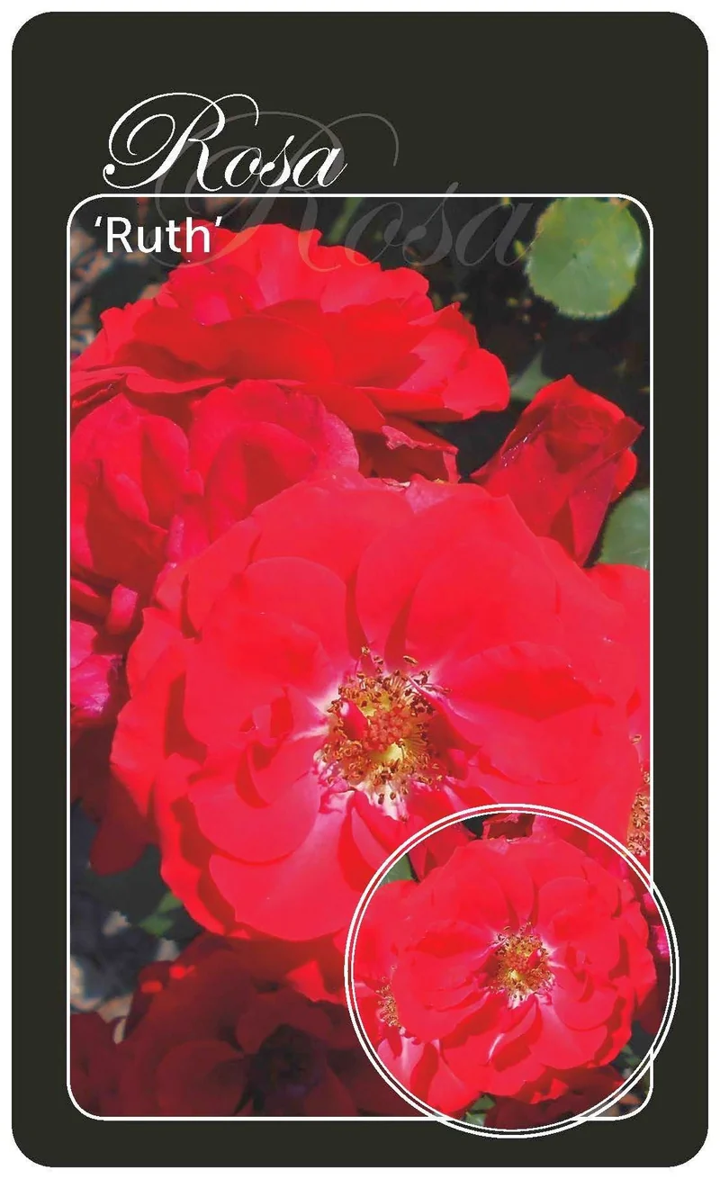 Rosa (T) 'Ruth' - Barrotsplanta A-kvalitet