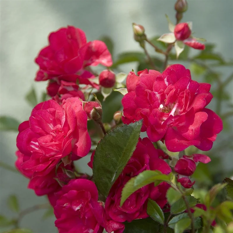 Rosa 'Royal Fairy' C3 (3 liters kruka)