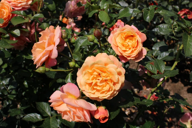Rosa 'Peach Melba' C5 (5 liters kruka)