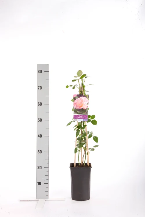 Rosa 'Pink Candy' C2,5 (2,5 liters kruka) 70 cm