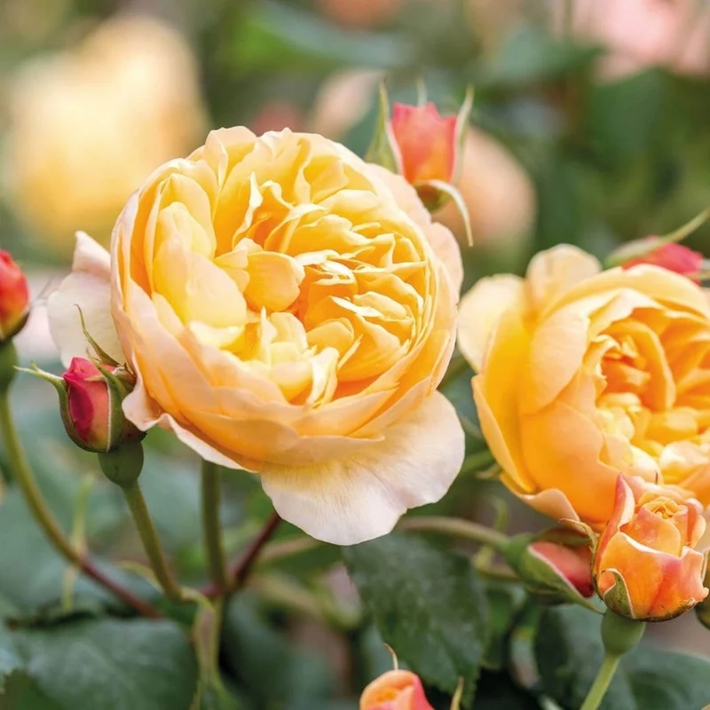 Rosa 'Roald Dahl' C5 (5 liters kruka)