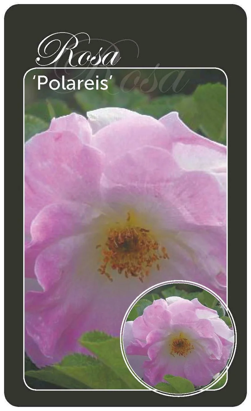 Rosa (H) 'Polareis' - barrotad, A-kvalitet