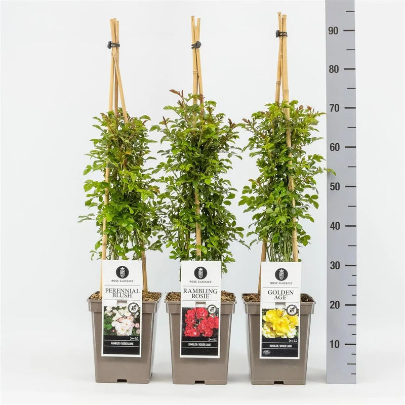 Rosa Mix Ramblerrosor C5 (5 liters kruka) / 23 cm kruka