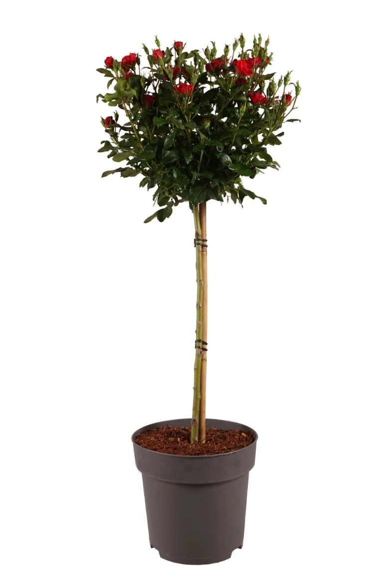 Rosa 'Zepeti' 70 cm stam C10 (10 liters kruka)