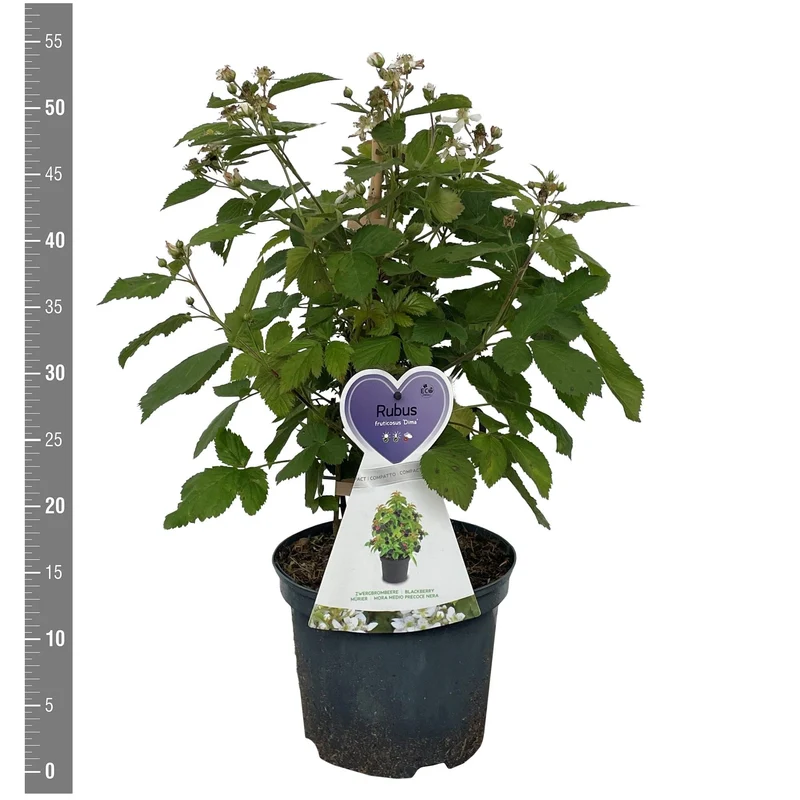 Rubus frut. 'Dima' C3 (3 liters kruka) / 19 cm kruka