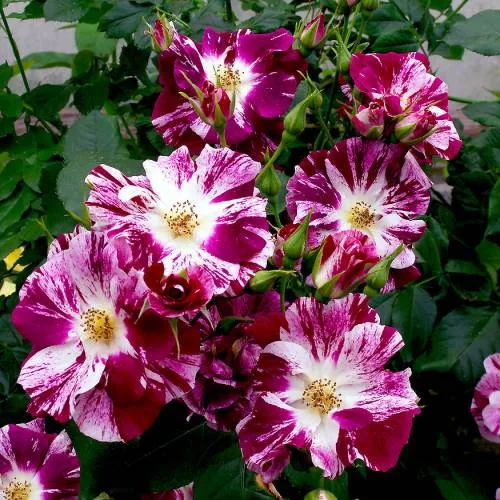 Rosa 'Purple Splash' C5 (5 liters kruka)