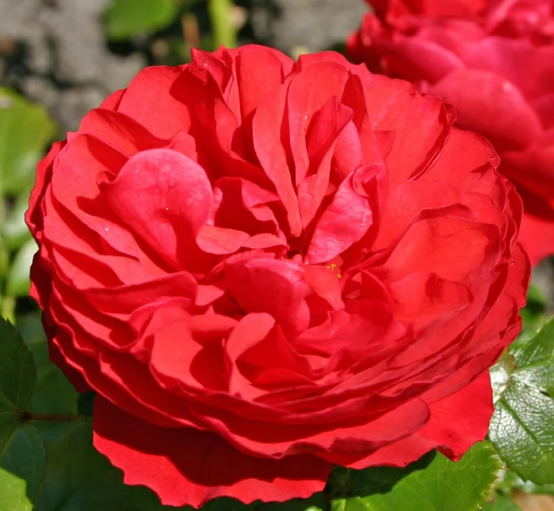 Rosa 'Cherry Girl' Stamros 70 cm - C7,5 (7,5 liters kruka)