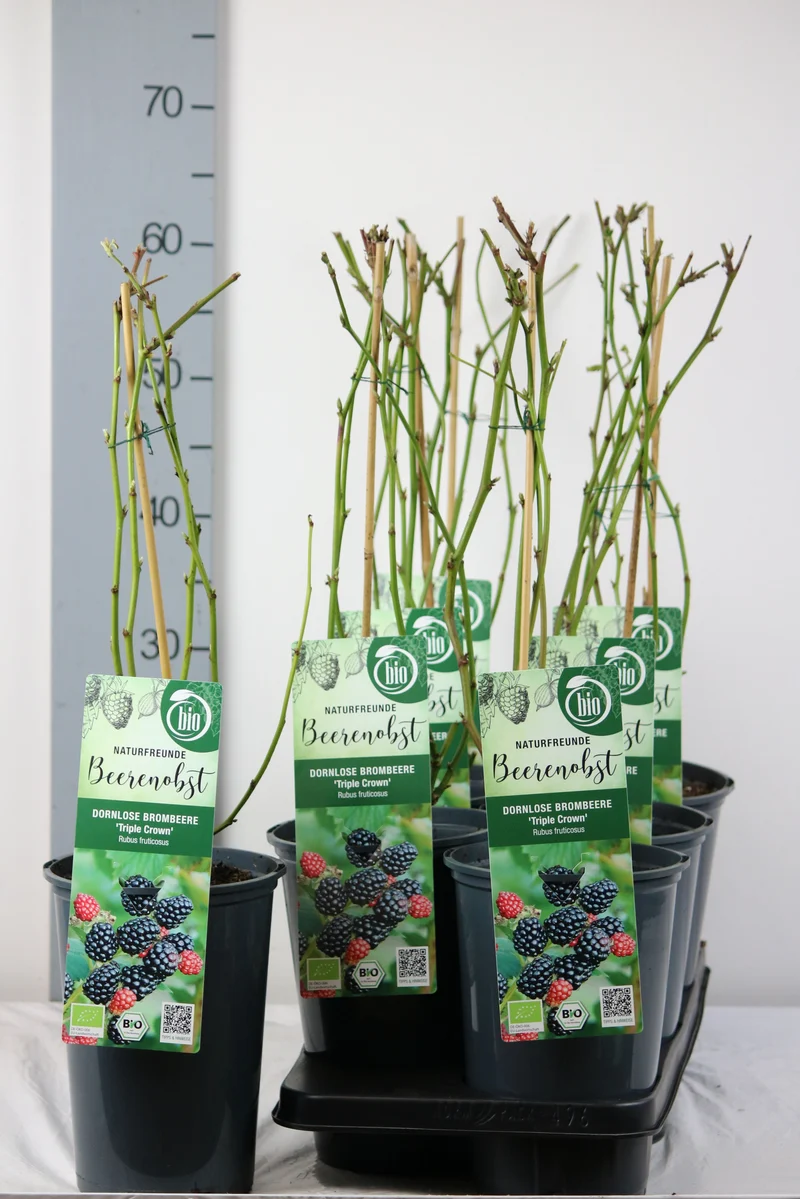 Rubus frut. 'Triple Crown' C3 (3 liters kruka) 40-50 cm
