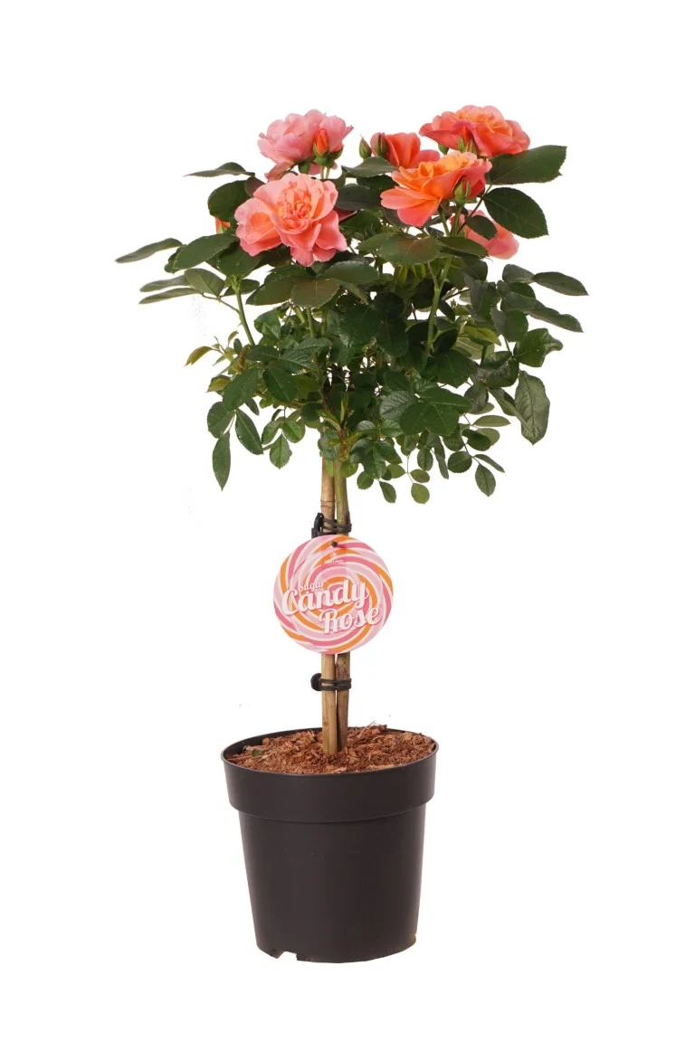 Rosa 'Sugar Candy'® C5 (5 liters kruka)