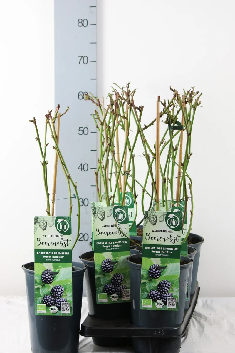 Rubus frut. 'Oregon Thornless' C3 (3 liters kruka) / 19 cm kruka 40-50 cm