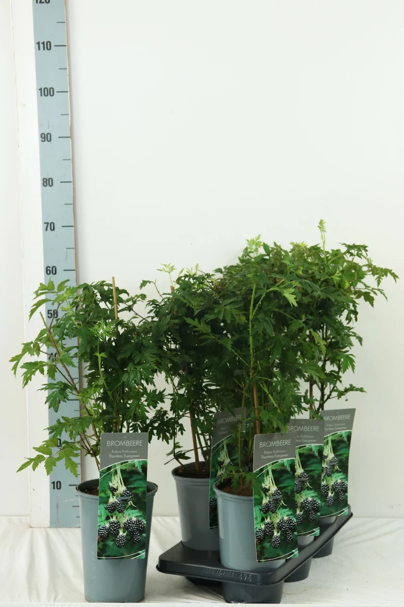 Rubus frut. 'Thornless Evergreen' C3 (3 liters kruka) 40-60 cm