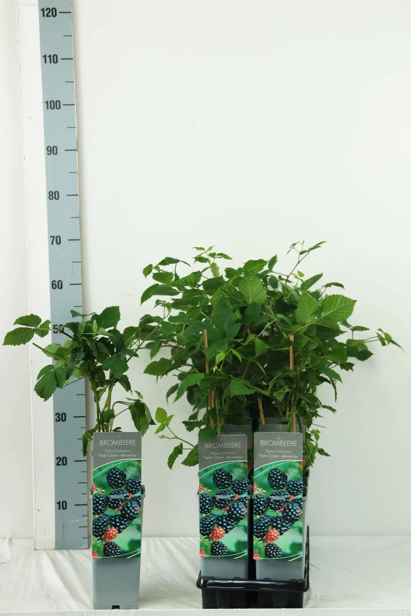 Rubus frut. 'Triple Crown' C2 (2 liters kruka) 30-40 cm