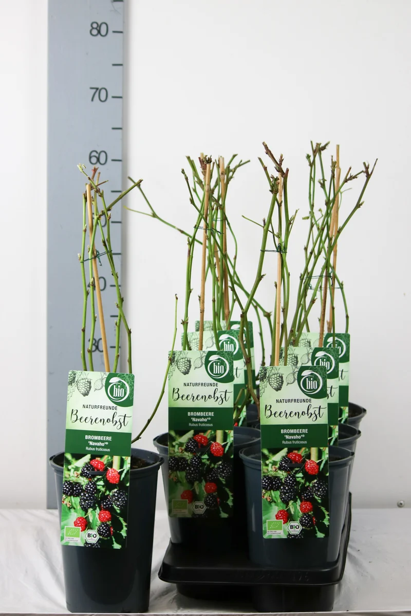 Rubus frut. 'Navaho' C3 (3 liters kruka) 40-60 cm