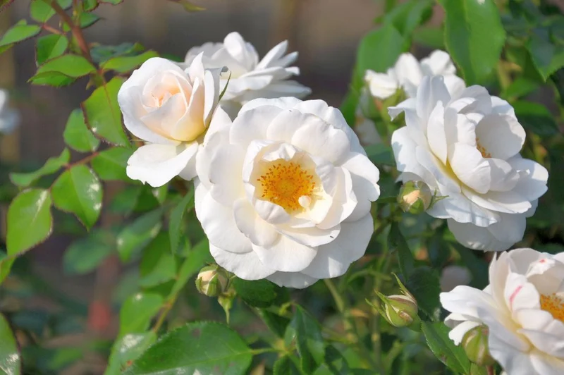 Rosa 'Sirius'® - C5 (5 liters kruka)