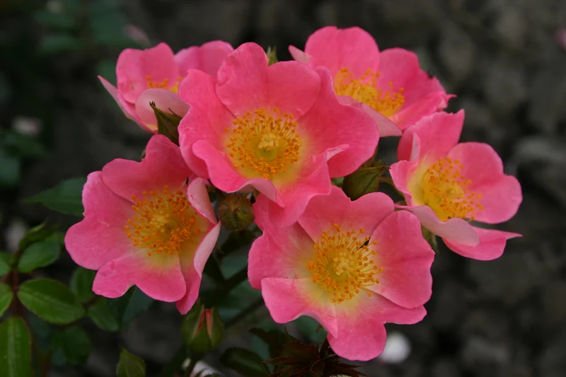 Rosa 'Topolina' 50 cm stam C5 (5 liters kruka)