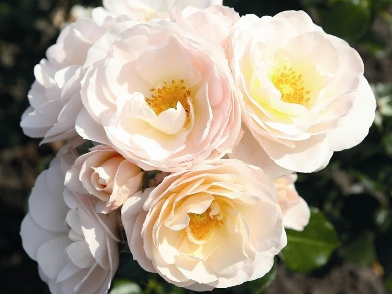 Rosa 'Sirius'® C3 (3 liters kruka)