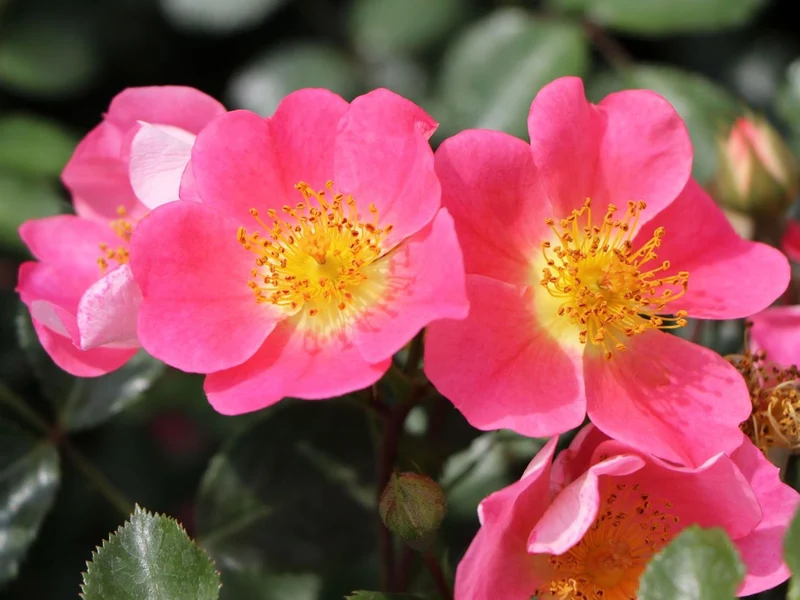 Rosa 'Topolina' C3 (3 liters kruka)