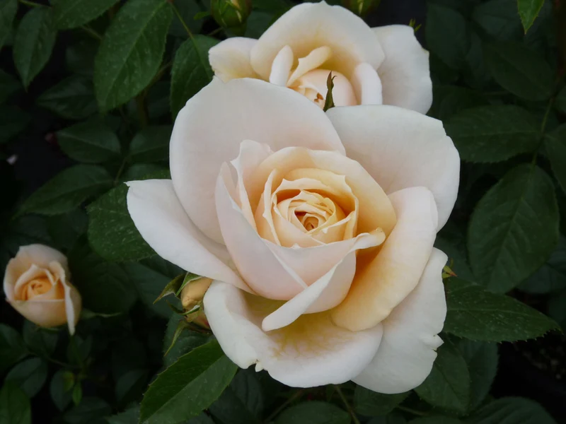 Rosa 'Lion's Rose' 90 cm stam, barrotad