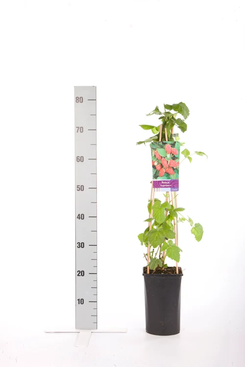 Rubus log. 'Loganberry' C2,5 (2,5 liters kruka) 70 cm