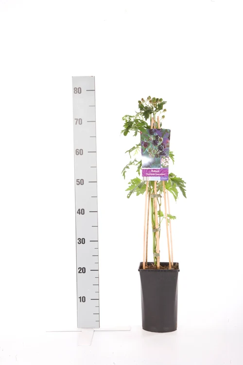 Björnbär Rubus frut. 'Thornless Evergreen' C2,5 (2,5 liters kruka) 70 cm