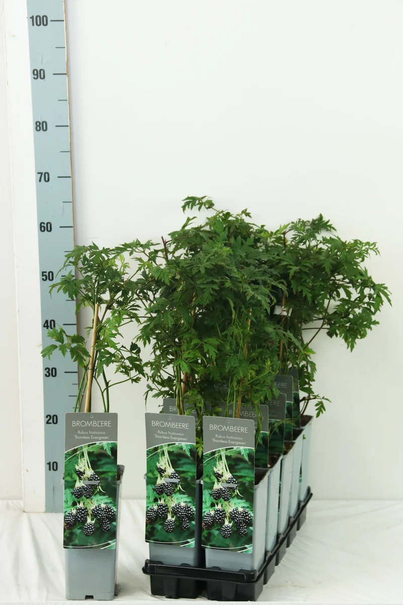 Rubus frut. 'Thornless Evergreen' C2 (2 liters kruka) 30-40 cm
