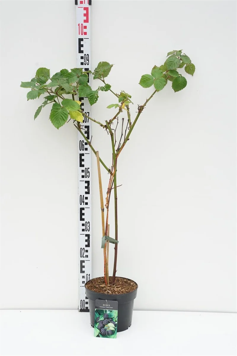 Rubus frut. 'Triple Crown' C3 (3 liters kruka) 40-50 cm