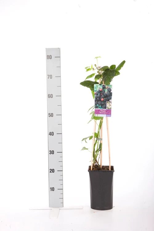 Björnbär Rubus frut. 'Black Satin' C2,5 (2,5 liters kruka) 70 cm