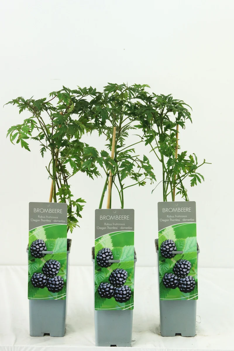 Rubus frut. 'Oregon Thornless' C2 (2 liters kruka) 30-40 cm