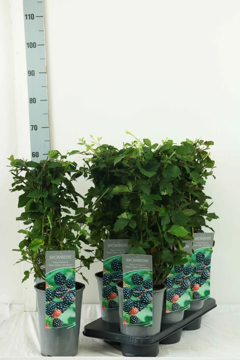 Rubus frut. 'Triple Crown' C3 (3 liters kruka / 19 cm kruka) 40-60 cm